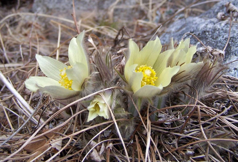 Флора баргузинского заповедника
