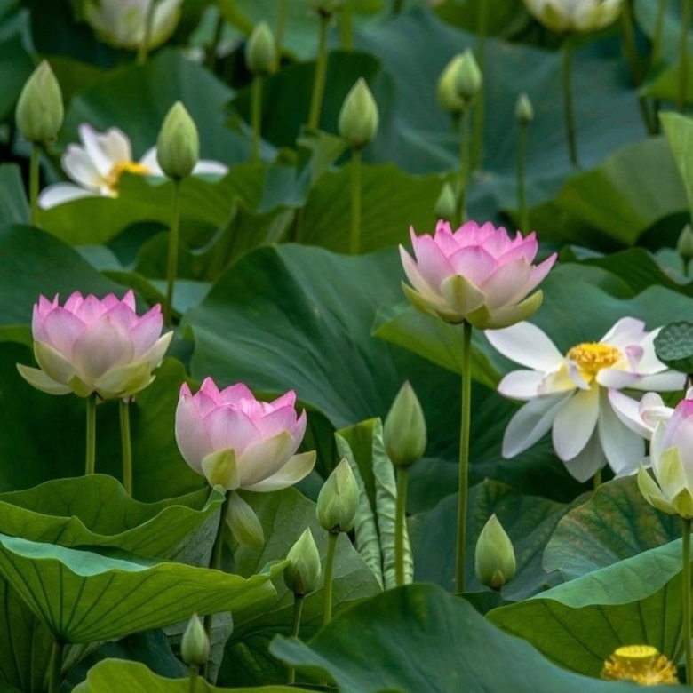 Долина лотосов астрахань экскурсия