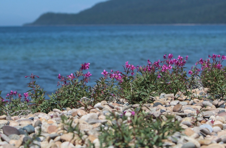 Прибайкальский национальный парк Флора