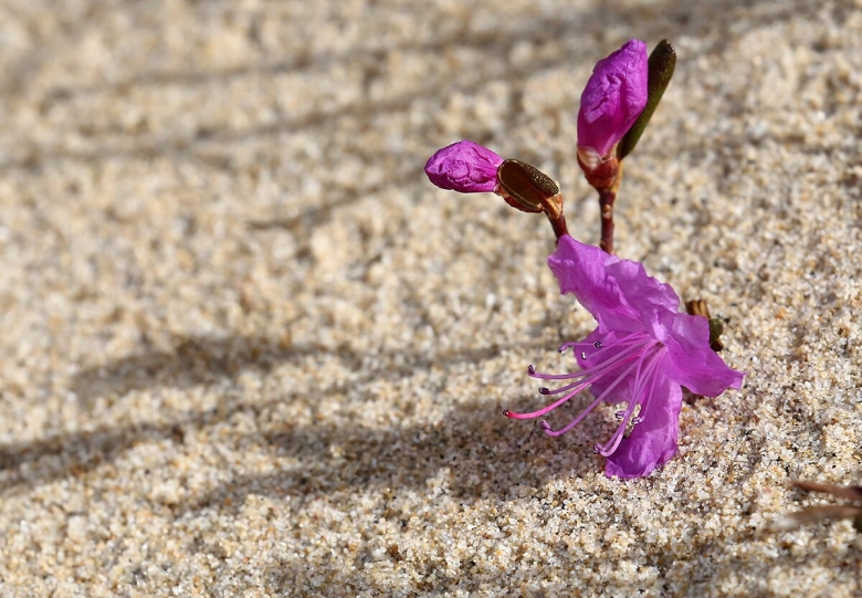 Рододендрон Даурский альбинос