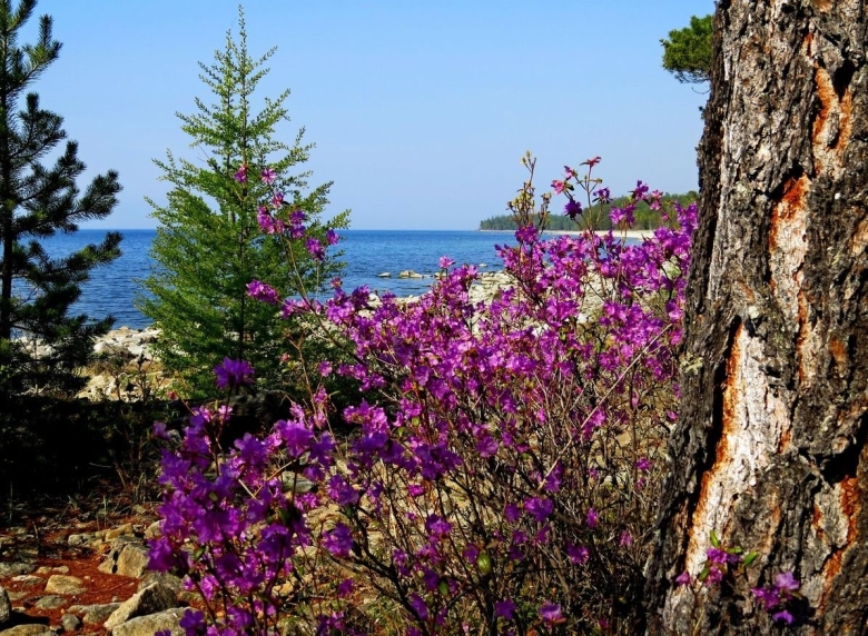 Баргузинский багульник