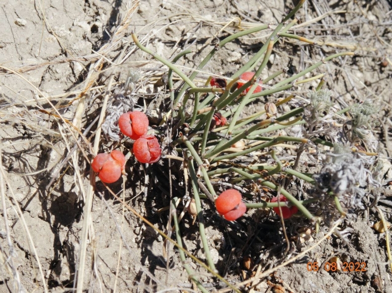 Краснокнижные цветы Омской области