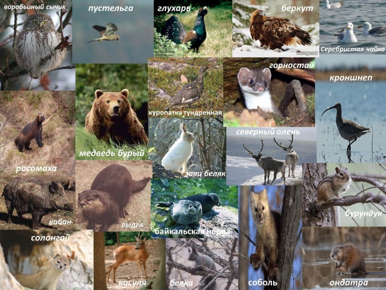 Баргузинский заповедник животные коллаж