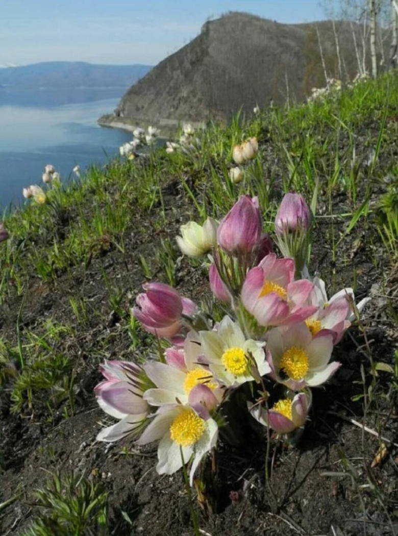 Растения озера Байкал озера Байкал