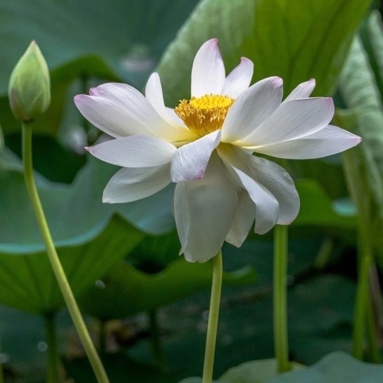 Орехоносный лотос