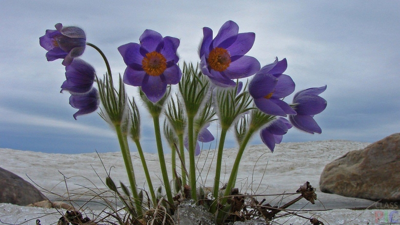 Подснежник Сибирский прострел