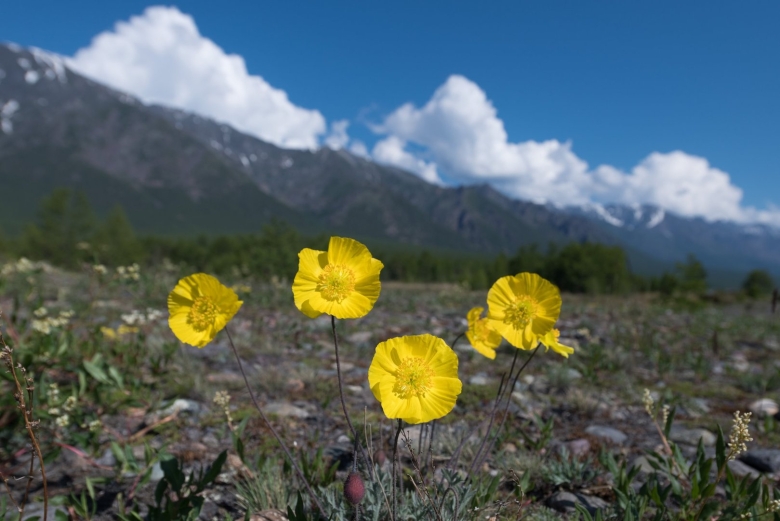 Мак Попова эндемик Байкала