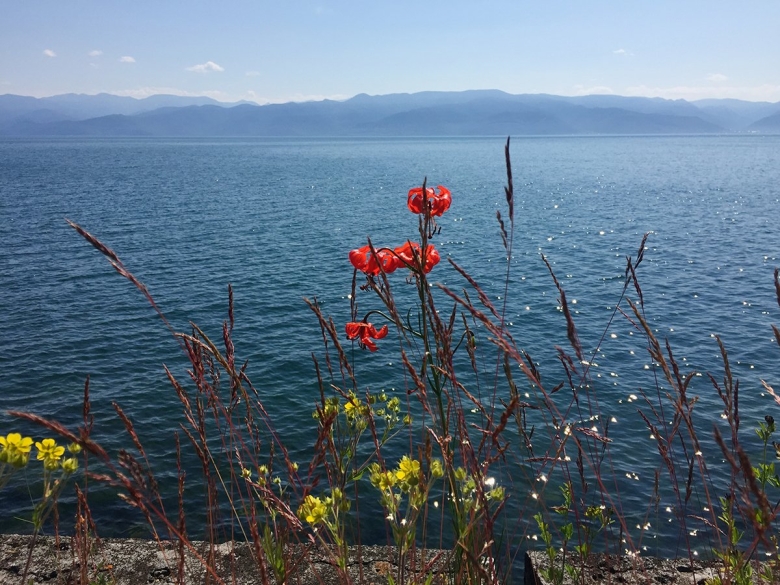 Байкальские карликовая Лилия