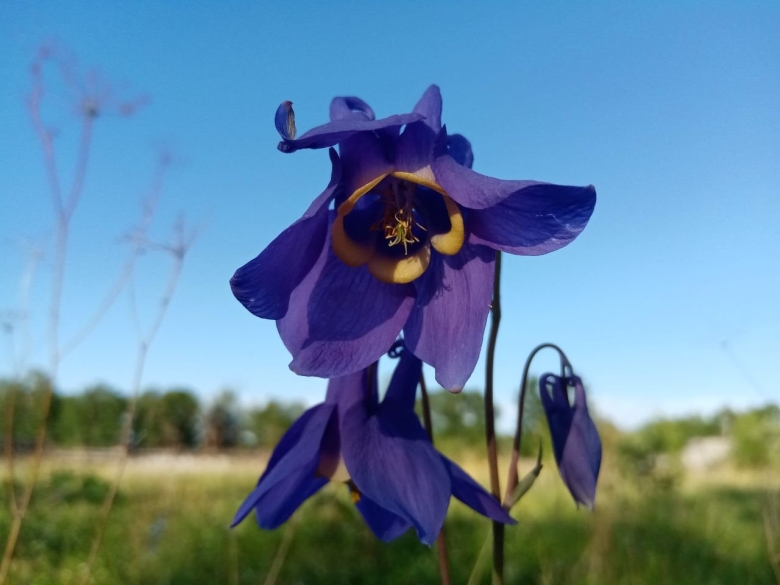 Водосбор сибирский колокольчик