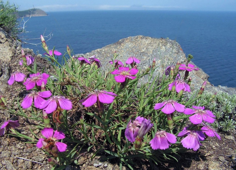 Эндемики озера Байкал Флора