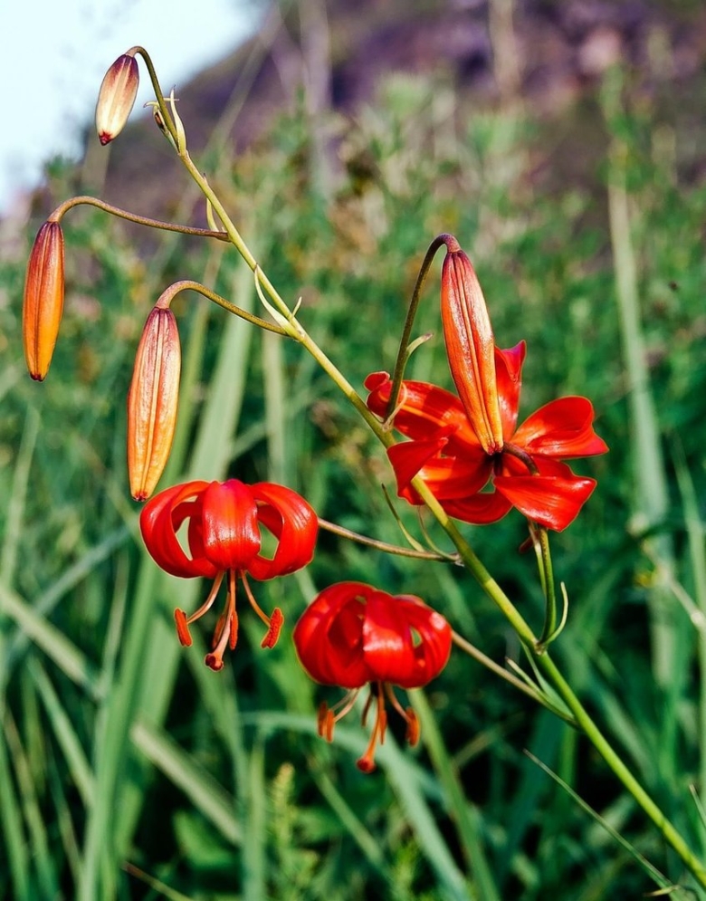 Лилия кудреватая саранка