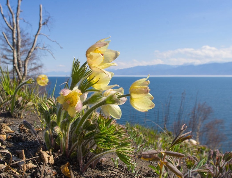 Растительный мир Байкала багульник