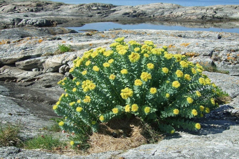 Родиола розовая Байкал