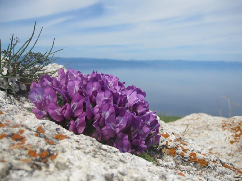 Байкальский заповедник фото растений