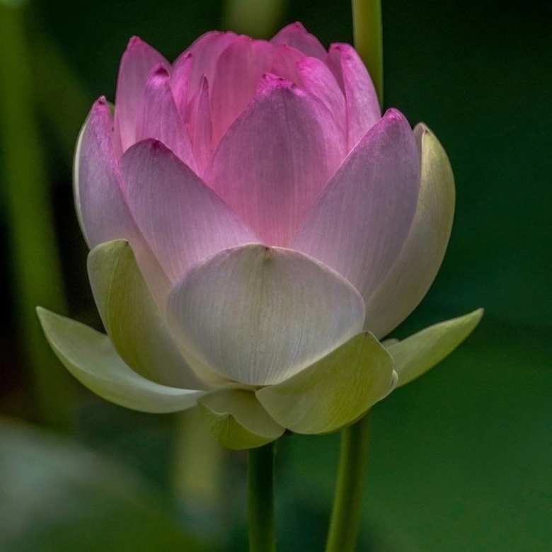 Цветок лотоса нераскрывшийся