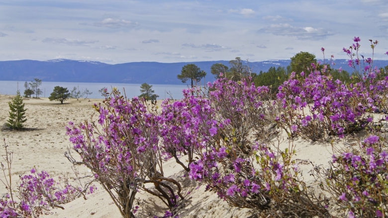 Багульник Байкальский