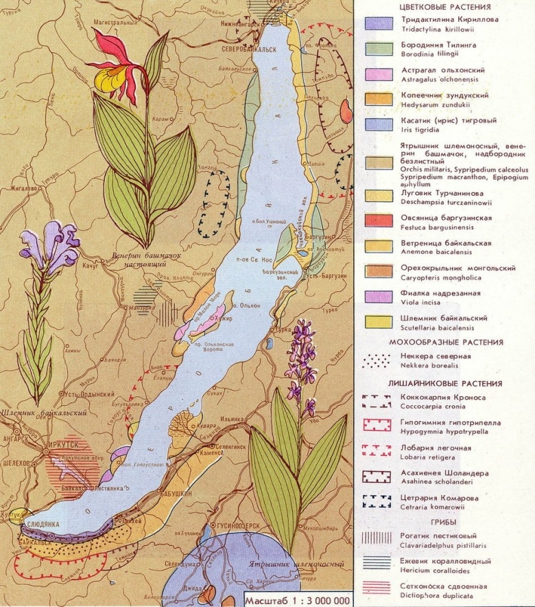 Карта растительности Байкала