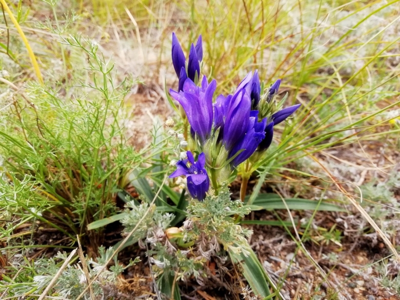 Листвянка растение Байкальская