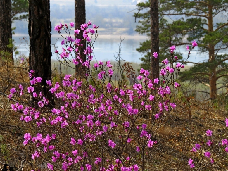 Багульник на Байкале