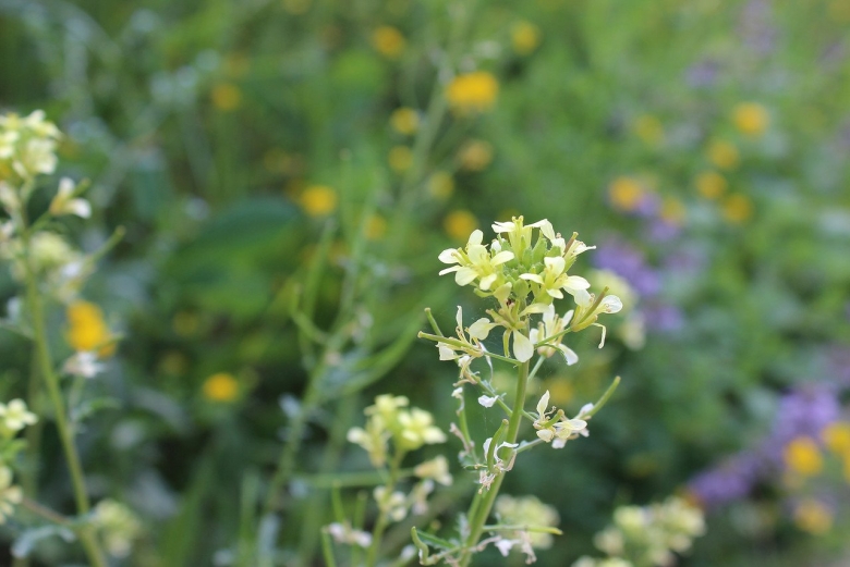 Крестоцветные медоносы