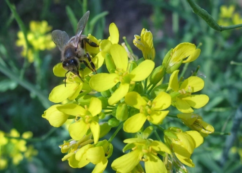 Сидерат горчица белая