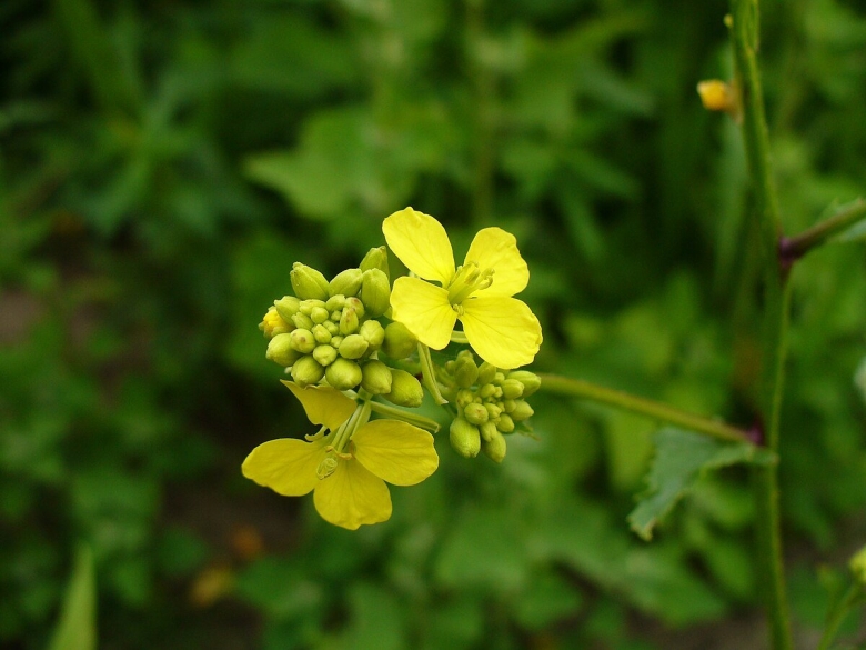 Клевер крестоцветный или