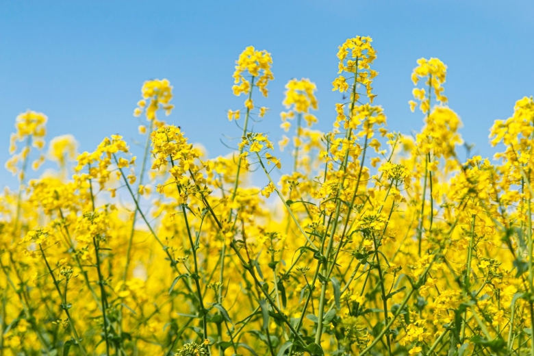 Горчица масличная