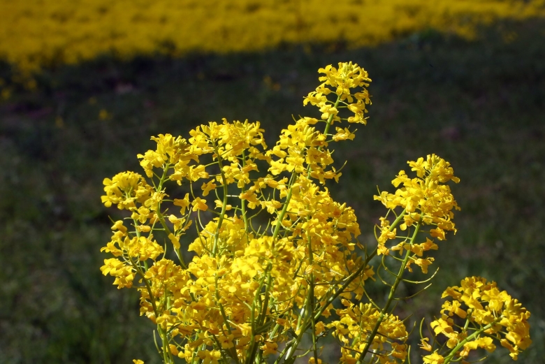 Сурепка обыкновенная