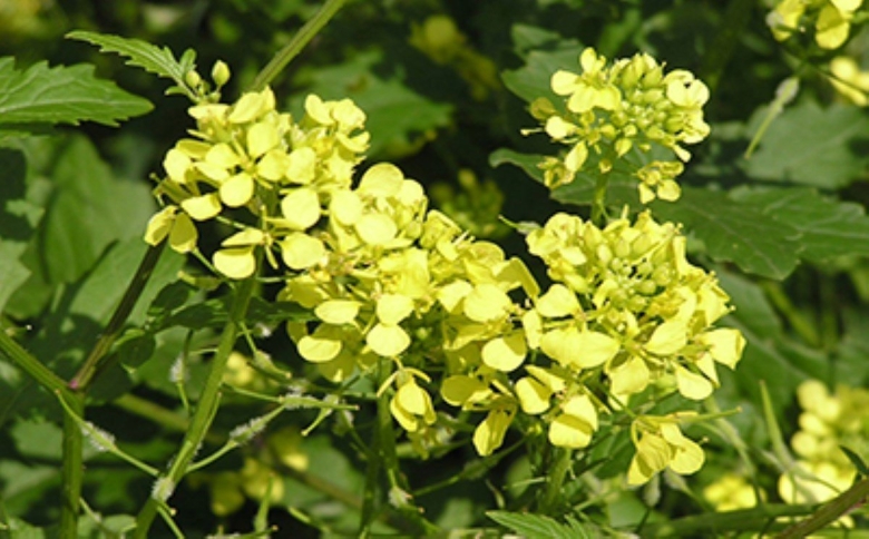 Горчица белая рапсодия