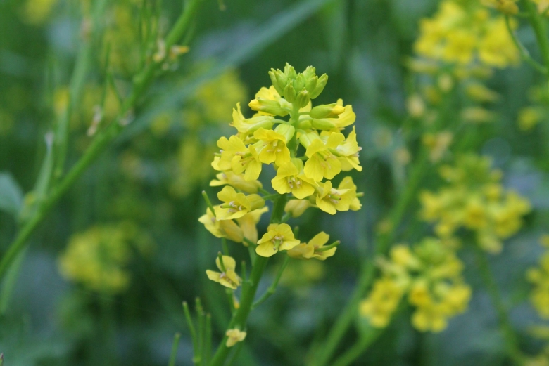 Сурепка Barbarea vulgaris