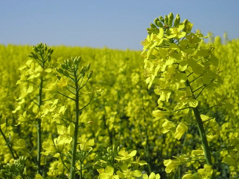 Крестоцветные рапс плоды