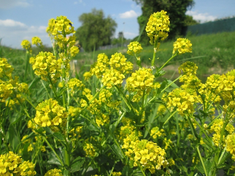 Сурепка Barbarea vulgaris