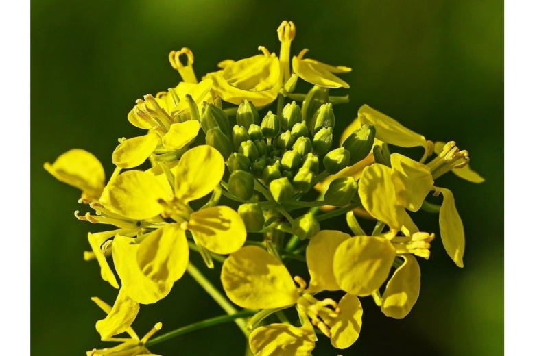 Мустарда горчица