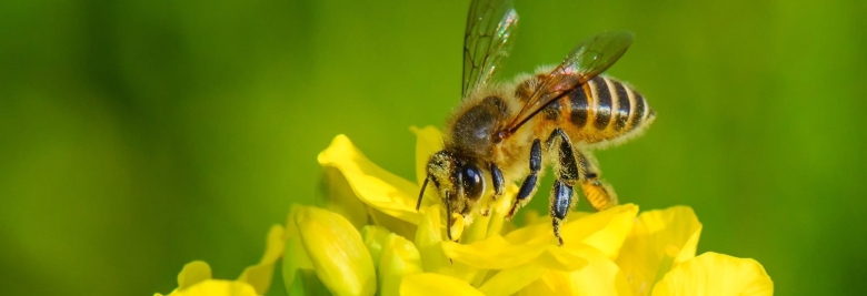 Желтые медоносные растения