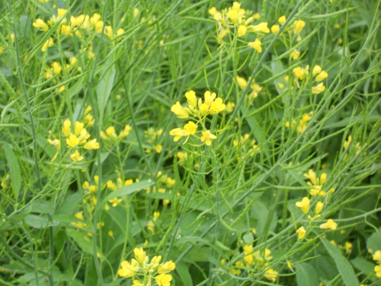 Горчица Полевая сурепка