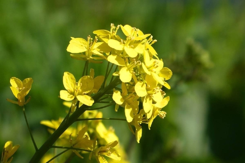 Рапс – brassica napus.