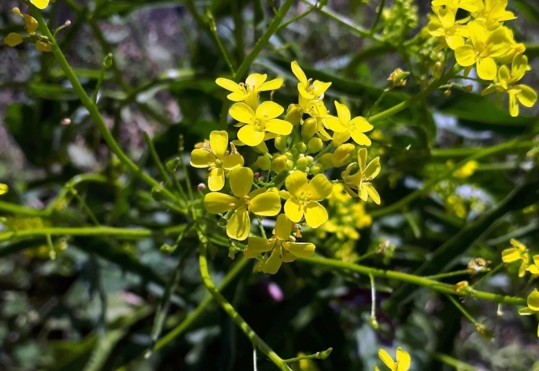 Сурепка свербига восточная