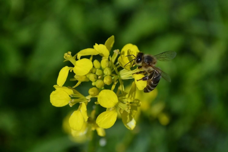 Сурепка медонос