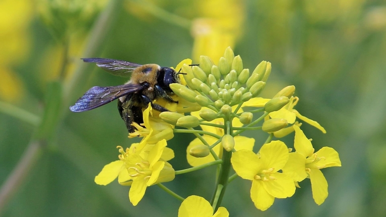 Сурепица медонос