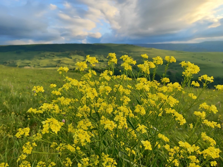 Свербига Восточная Bunias orientalis