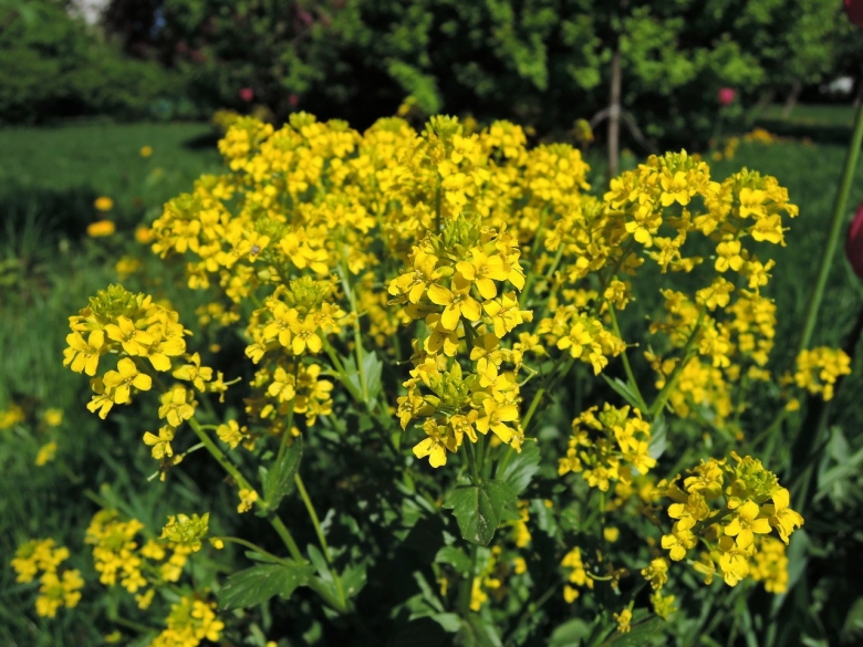 Трава сурепка