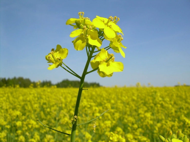 Рапс (brassica napus var. oleifera)