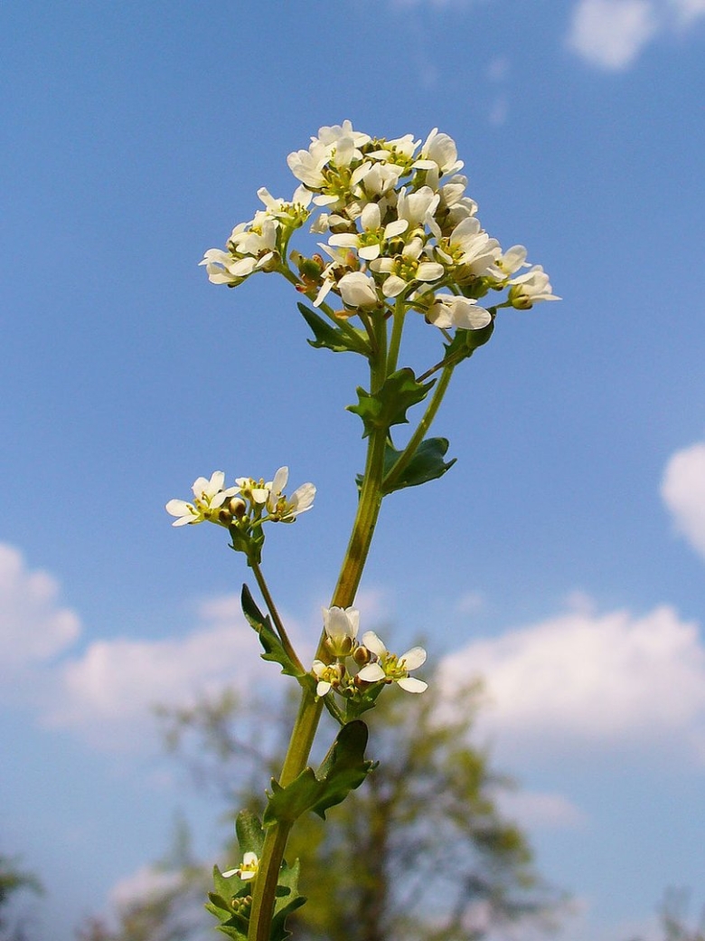 Cochlearia officinalis