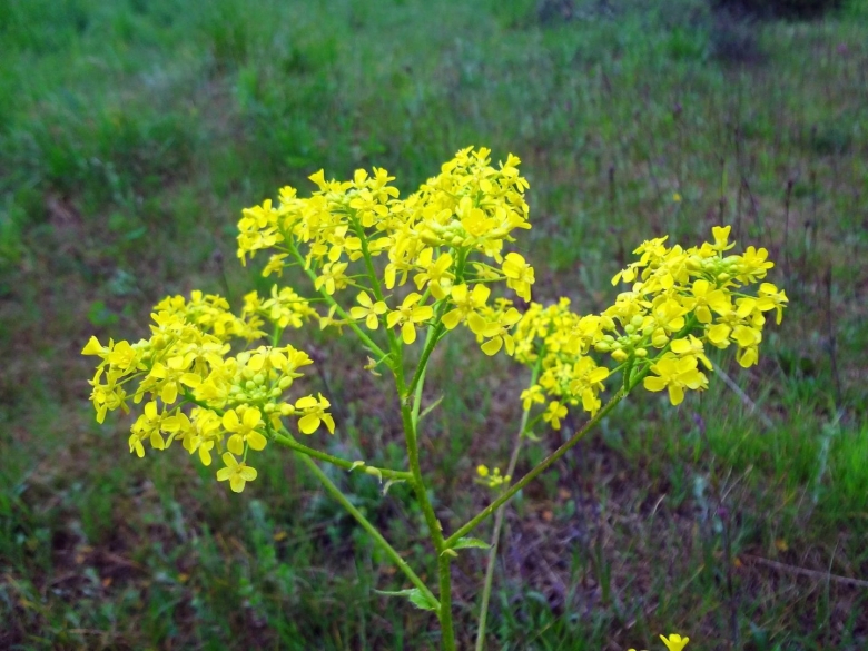 Сурепка цветок