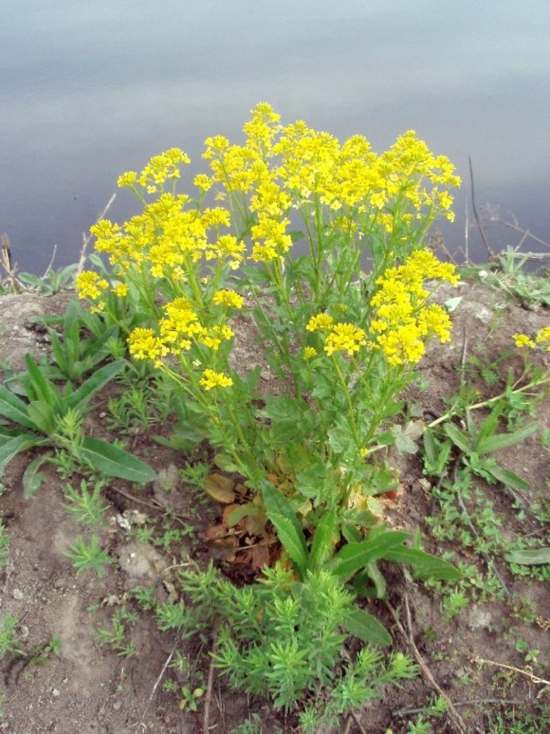 Трава сурепка