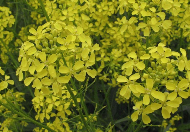 Растение желтушник левкойный