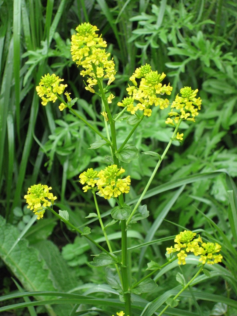 Сурепка Полевая