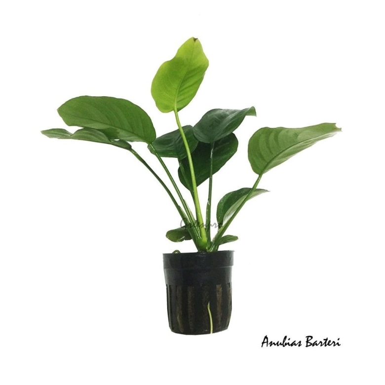 Анубиас бартери стрипед