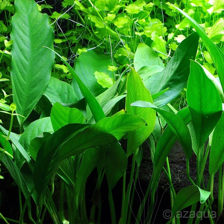 Аквариумное растение анубиас