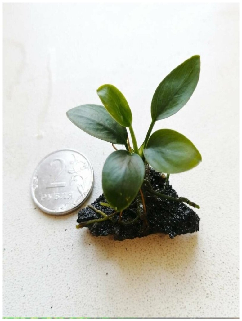 Анубиас Нана